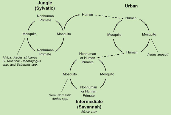 yellow fever transmission cycle